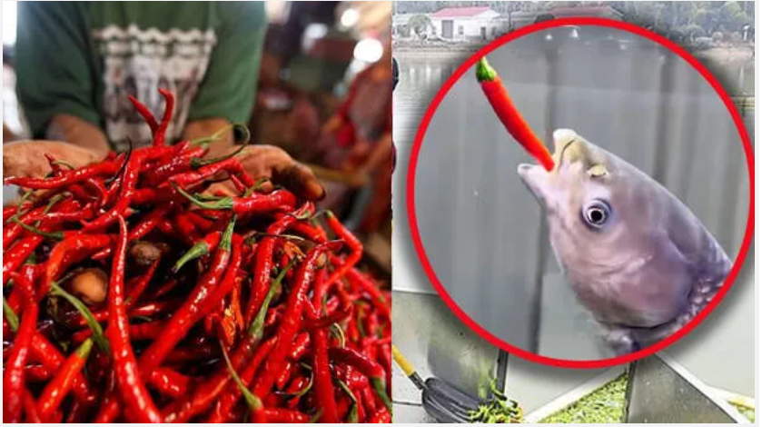 മത്സ്യത്തിന് തീറ്റയായി ഉടമ നൽകിയത് 5,000 കിലോ മുളക്; പിന്നിലെ കാരണം അറിഞ്ഞാൽ അത്ഭുതപ്പെടും