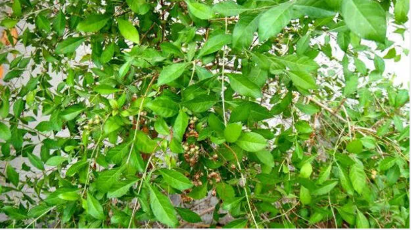 മെെലാഞ്ചിച്ചെടി വീട്ടിലുണ്ടോ? എന്നാൽ ഉണ്ടാവുക ദുരിതം മാത്രം