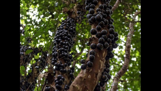കിലോയ്ക്ക് 600 രൂപ, എളുപ്പത്തിൽ വീട്ടിൽ വളർത്തി ലാഭം കൊയ്യാം, ശ്രദ്ധിക്കേണ്ടത് ഇത്രമാത്രം!