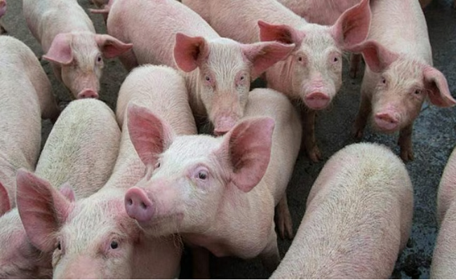 കോഴിക്കോട് ആഫ്രിക്കന്‍ പന്നിപ്പനി; കോടഞ്ചേരിയില്‍ മാംസ വില്‍പന സ്ഥാപനങ്ങള്‍ അടച്ചിടും, മുന്‍കരുതല്‍