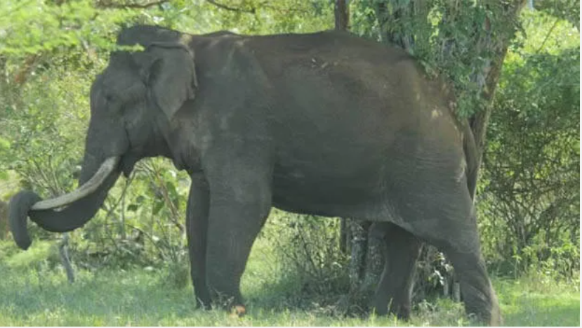 ദാരുണസംഭവം ചായ കുടിക്കാൻ പോകുന്നതിനിടെ അതിരപ്പിള്ളിയിൽ വൃദ്ധനെ കാട്ടാന ചവിട്ടിക്കൊന്നു