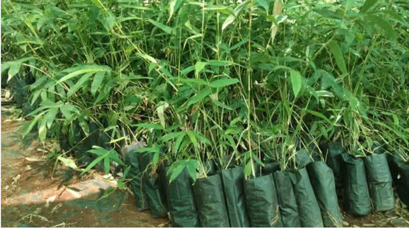  ഒരു ലക്ഷത്തോളം മാസം സമ്പാദിക്കാം; മലയാളികൾ ആരും ശ്രദ്ധിക്കാത്ത കൃഷി വേണ്ടത് അര ഏക്കർ സ്ഥലം