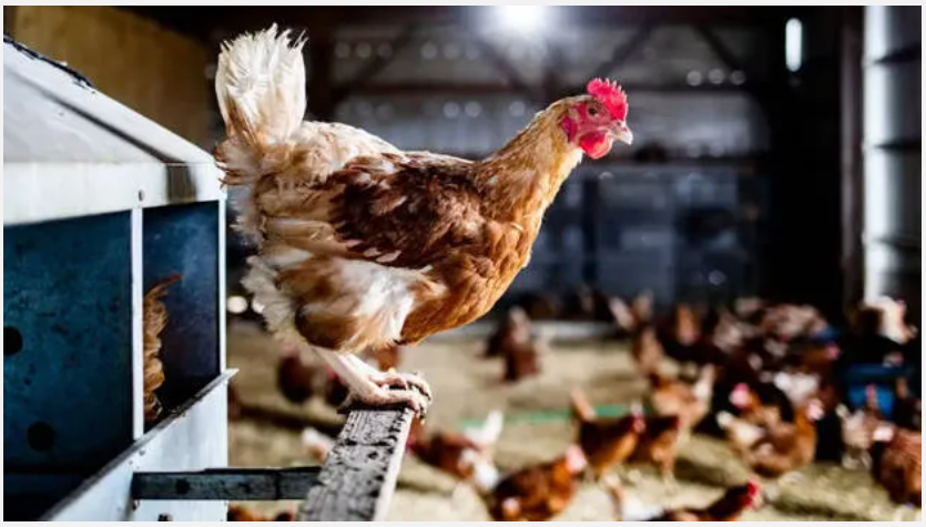 കേരളത്തിലെ രണ്ട് ജില്ലകളിൽ പക്ഷിപ്പനി; കോഴികൾക്കും താറാവിനും രോഗബാധ, അടിയന്തര നടപടിക്ക് നിർദേശം