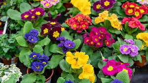 ഉണക്കിയെടുത്തും പണം നേടാം വീട്ടിൽ ചെടികളും പൂക്കളുമുണ്ടോ? വൻ വരുമാനം നേടാൻ വേറെന്തുവേണം?