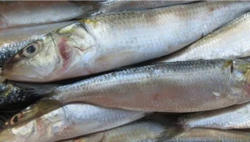 ഈ മീനുകൾ വാങ്ങിക്കഴിക്കരുത്,​ ആന്തരിക അവയവങ്ങൾക്ക് പോലും ഗുരുതര ഭീഷണി