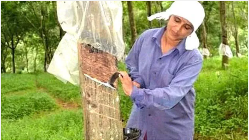 വെറുതേയല്ല റബര്‍ കര്‍ഷകര്‍ ഫീല്‍ഡ് വിടുന്നത്; എത്ര വെട്ടിയിട്ടും ഫലമില്ലാത്തത് ഇക്കാരണത്താല്‍