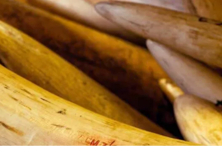 ആനക്കൊമ്പ് കത്തിച്ചാലും പണം; ചാരം ആവശ്യപ്പെട്ട് ഔഷധ കമ്പനികൾ, വിപണന സാദ്ധ്യത തേടി സർക്കാർ