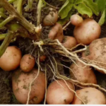 ഉരുളക്കിഴങ്ങ് അന്യസംസ്ഥാനക്കാരുടേത് മാത്രമല്ല, നമ്മുടെ തൊടിയിലും നൂറുശതമാനം വിളവ് ഉറപ്പ്