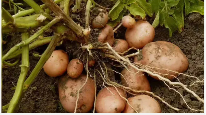 ഉരുളക്കിഴങ്ങ് അന്യസംസ്ഥാനക്കാരുടേത് മാത്രമല്ല, നമ്മുടെ തൊടിയിലും നൂറുശതമാനം വിളവ് ഉറപ്പ്