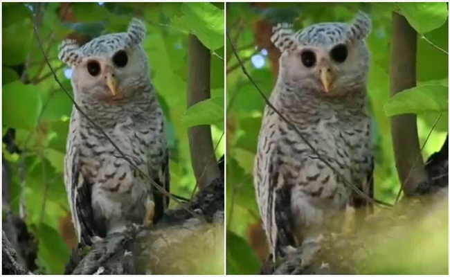 കൂരിരുട്ടില്‍ തീക്കനല്‍ പോലെ കണ്ണുകള്‍; സ്‌ത്രീകള്‍ കരയും പോലുള്ള ശബ്‌ദം, രാത്രിയെ ഭയാനകമാക്കുന്ന ‘ഗോസ്റ്റ്’ ഇതാണ്