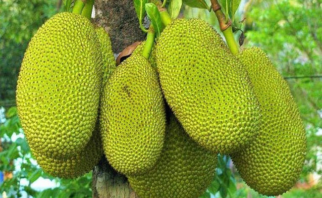 മരുന്ന് വാങ്ങാൻ വരി നില്‍ക്കുന്നതിനിടെ രോഗിയുടെ തലയിൽ ചക്ക വീണു; സംഭവം പത്തനംതിട്ട ജനറൽ ആശുപത്രിയിൽ