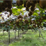 കിലോയ്ക്ക് 500 രൂപ വരെ; 30 വർഷത്തോളം വിളവ് ലഭിക്കും, മലയാളികൾക്കും കെെനിറയെ സമ്പാദിക്കാം