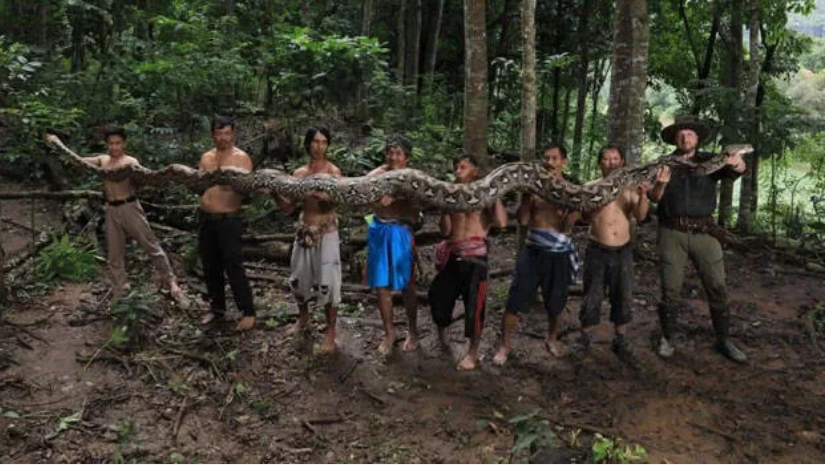 എട്ട് മീറ്ററോളം നീളം,​ വളർന്നുകൊണ്ടിരിക്കുന്ന പെരുമ്പാമ്പ്; പെണ്ണ് വർഗത്തിനുണ്ട് വലിയ പ്രത്യേകതകൾ