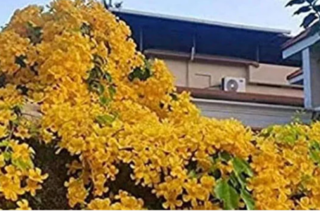 കേരളത്തില്‍ വൈറലായിക്കൊണ്ടിരിക്കുന്ന ഫാഷന്‍; പക്ഷേ ചെറിയൊരു പ്രശ്‌നമുണ്ട്