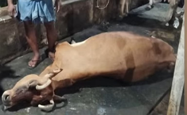 മൂക്കില്‍ നിന്ന് നുരയും പതയും, പിന്നാലെ വയറിളക്കം; കടുത്ത ചൂടില്‍ കോട്ടയത്ത് പശു ചത്തു, രണ്ടുപേര്‍ക്ക് സൂര്യാതപമേറ്റു